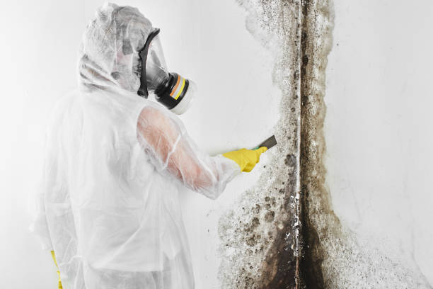 Best Residential Mold Removal  in Continental, OH