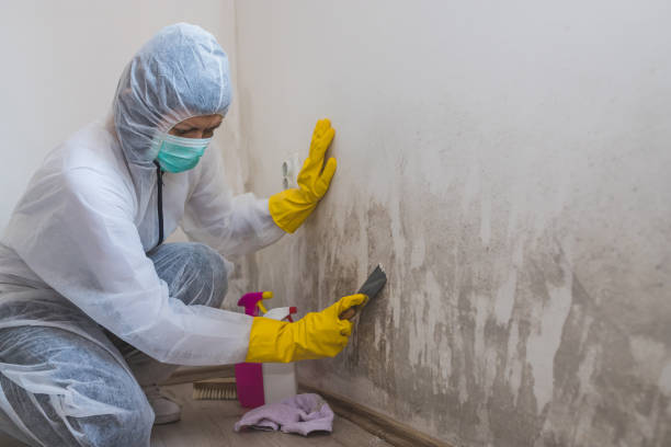Best Fast Mold Removal  in Continental, OH