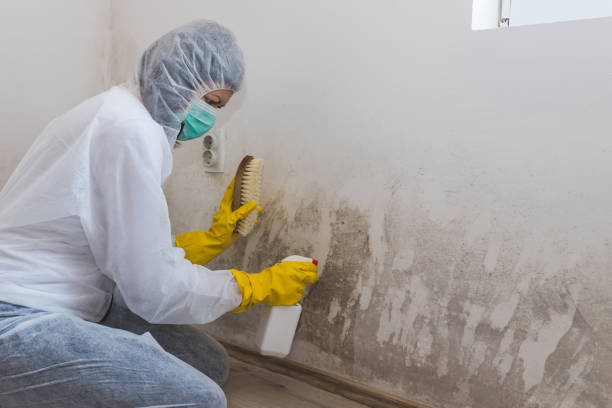 Best Office Mold Removal Services  in Continental, OH