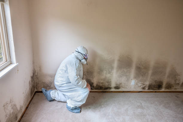 Best Mold Inspection  in Continental, OH